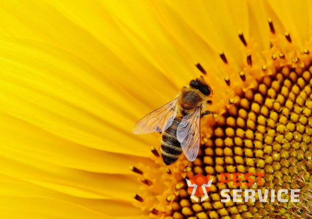 Обработка от диких пчёл в Уфе от 2200 руб. Работаем 24/7. Выгодные цены на обслуживание физ. и юр. лиц. 100% Безопасно!
