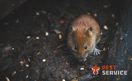 Дератизация в Уфе